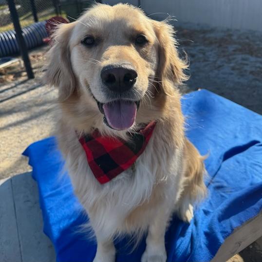 Murphy #6170, Adoptable, Young Male Golden Retriever.