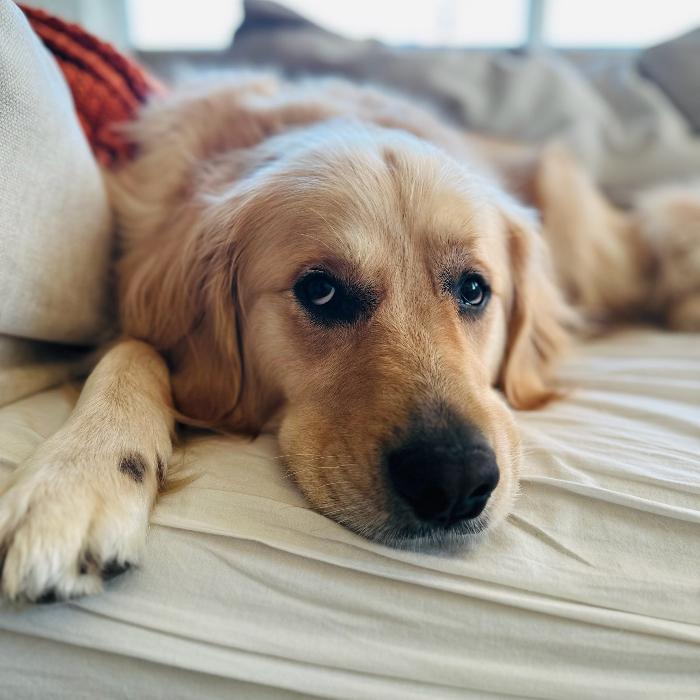 Enlarge Murphy #6170, a Adoptable Golden Retriever in Louisville, KY image 2/6