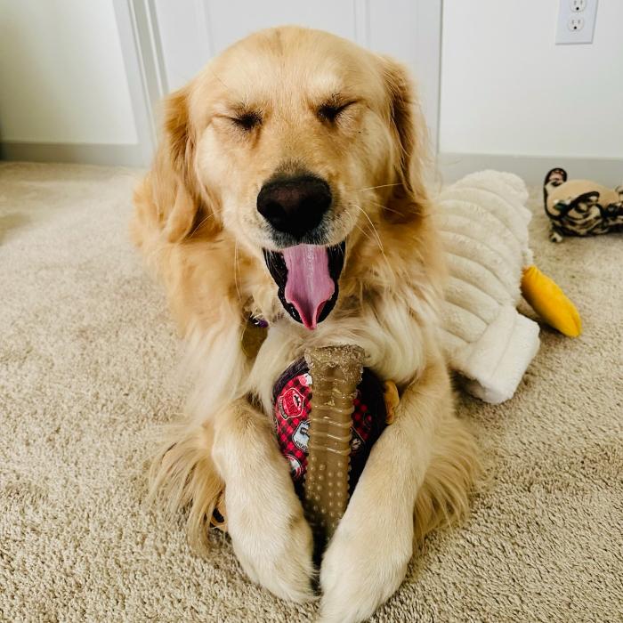 Enlarge Murphy #6170, a Adoptable Golden Retriever in Louisville, KY image 3/6