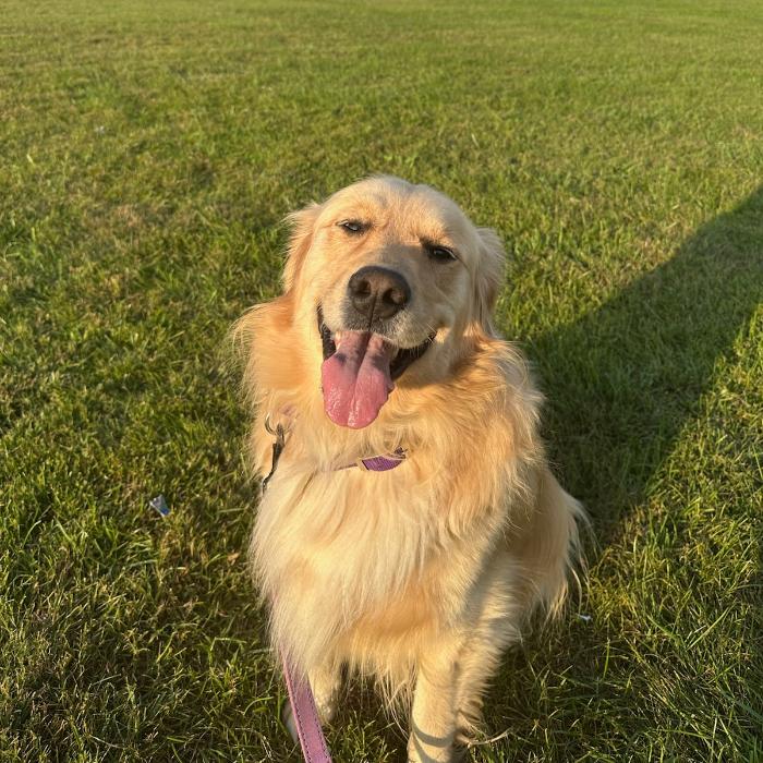 Enlarge Murphy #6170, a Adoptable Golden Retriever in Louisville, KY image 4/6