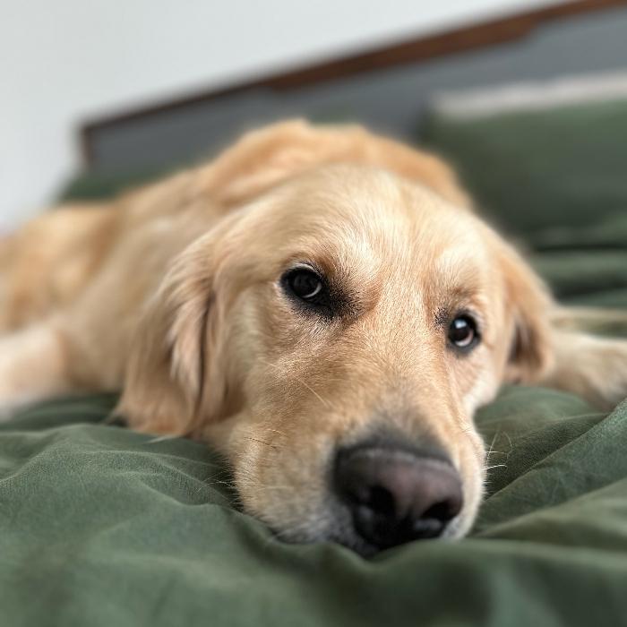 Enlarge Murphy #6170, a Adoptable Golden Retriever in Louisville, KY image 5/6