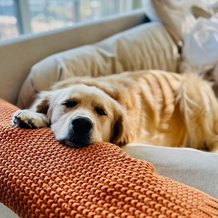 Enlarge Murphy #6170, a Adoptable Golden Retriever in Louisville, KY image 6/6