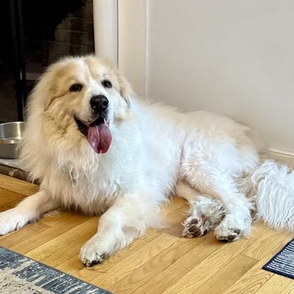 Bogie, a Adoptable mixed breed in Richmond, VA image 1/3