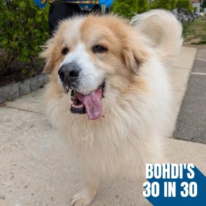 Bogie, a Adoptable mixed breed in Richmond, VA image 2/3