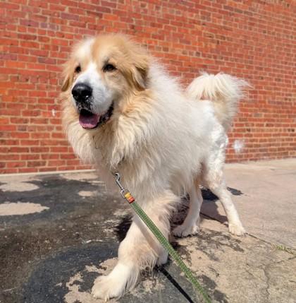 Bogie, a Adoptable mixed breed in Richmond, VA image 3/3