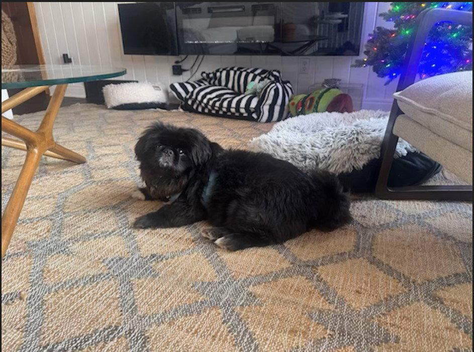 Norman-OS, a Adopted Pekingese in Pataskala, OH image 1/3