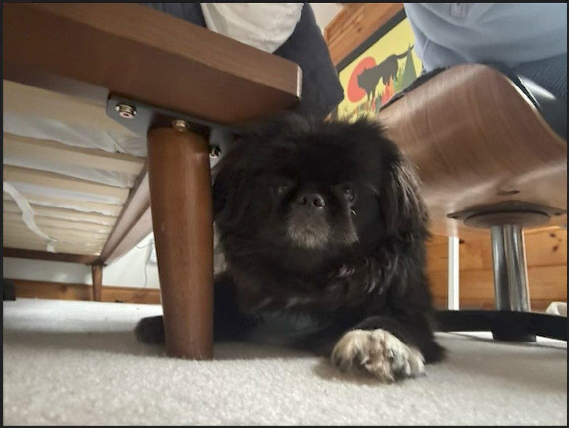 Norman-OS, a Adopted Pekingese in Pataskala, OH image 2/3