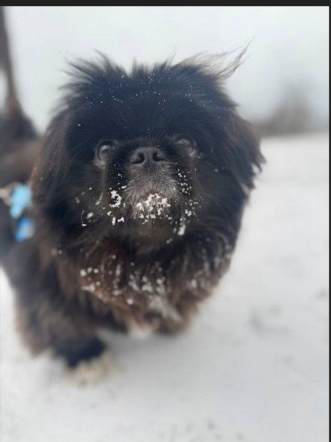 Norman-OS, a Adopted Pekingese in Pataskala, OH image 3/3