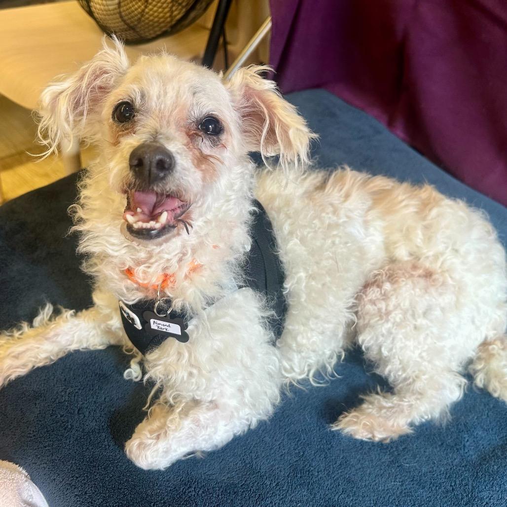 Almond Bark 13863, Adoptable, Senior Male Maltese.