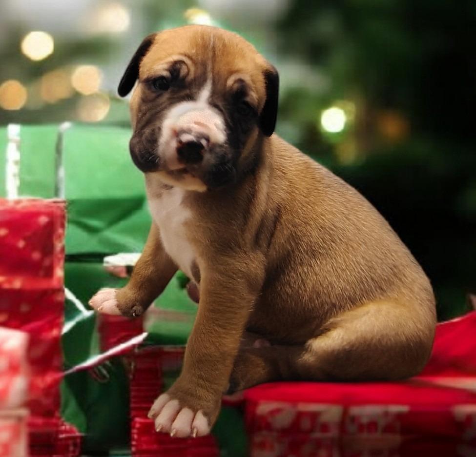 Harley, Adoptable, Puppy Male Australian Shepherd & Mixed Breed.