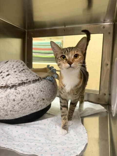 Enlarge COOKIE, a Adoptable Domestic Short Hair in Fort Myers, FL image 1/1