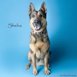 Enlarge Sheba, a Adoptable mixed breed in Ruidoso, NM image 1/4