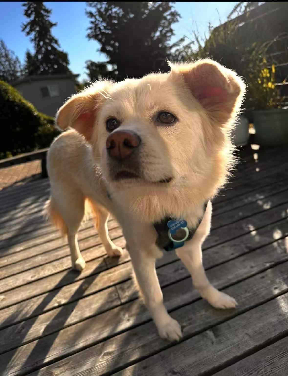 Milky, ADOPTABLE, Adult Male Golden Retriever & Spitz.