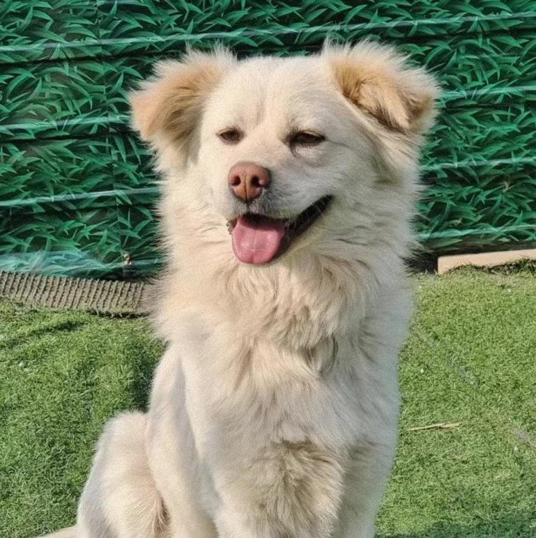 Enlarge Milky, a ADOPTABLE mixed breed in Lynnwood, WA image 3/6