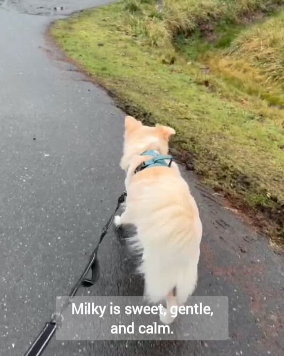 Enlarge Milky, a ADOPTABLE mixed breed in Lynnwood, WA video 6/6