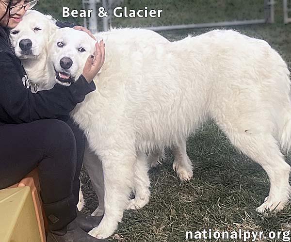 Glacier & Bear in OH - Calm & Affectionate, a Adoptable Great Pyrenees in Springfield, OH image 3/3