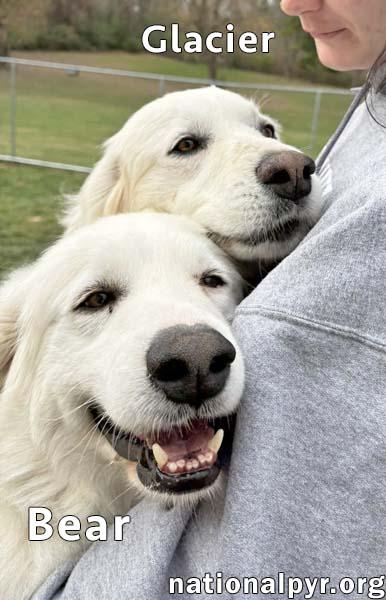 Glacier & Bear in OH - Calm & Affectionate, a Adoptable Great Pyrenees in Springfield, OH image 2/3
