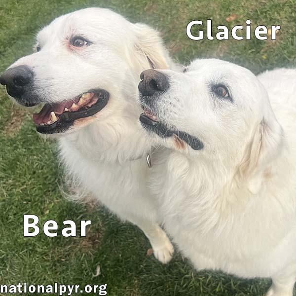 Glacier & Bear in OH - Calm & Affectionate, a Adoptable Great Pyrenees in Springfield, OH image 1/3