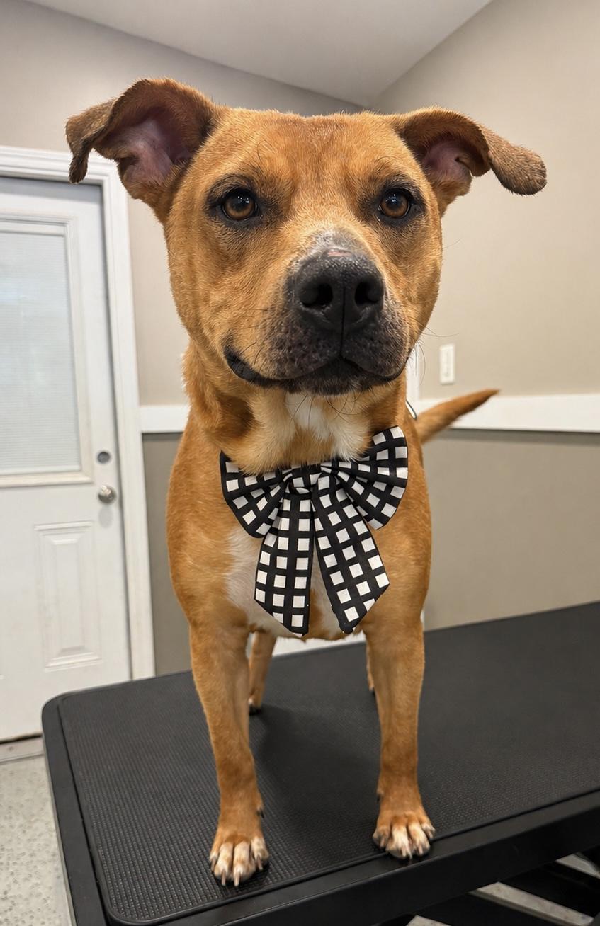 Enlarge Mylo, a ADOPTABLE mixed breed in Randleman, NC image 2/6