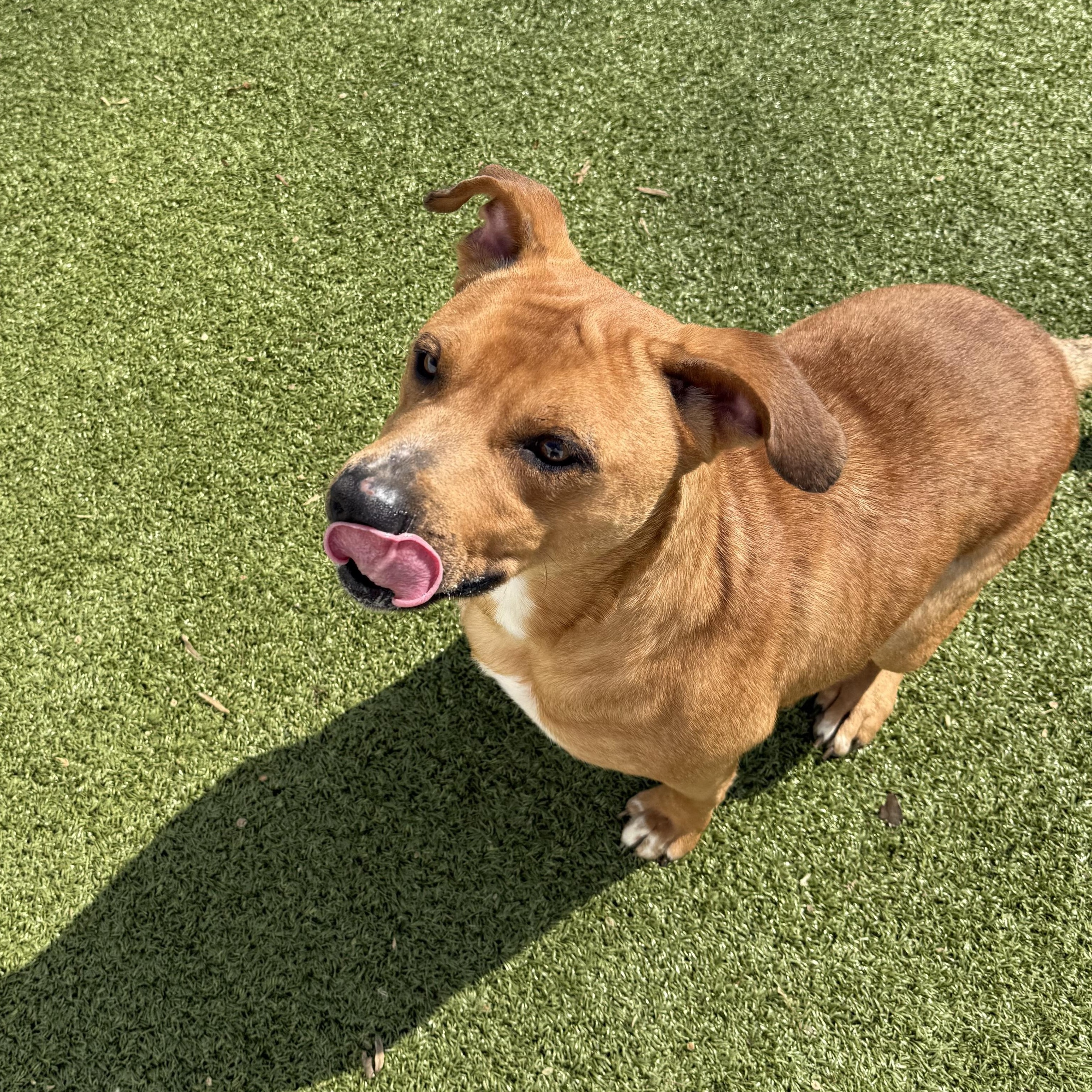 Enlarge Mylo, a ADOPTABLE mixed breed in Randleman, NC image 3/6