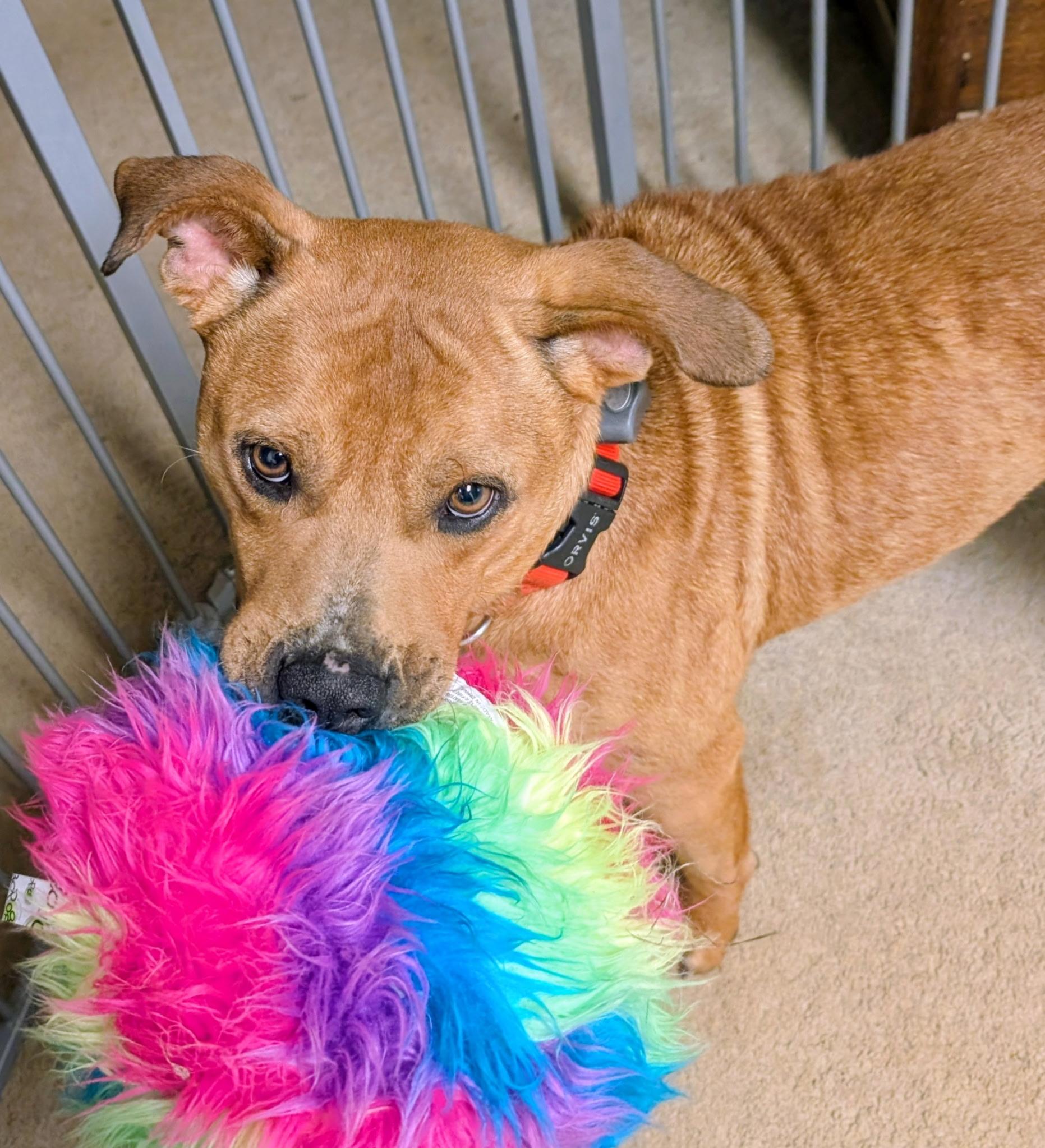 Enlarge Mylo, a ADOPTABLE mixed breed in Randleman, NC image 6/6