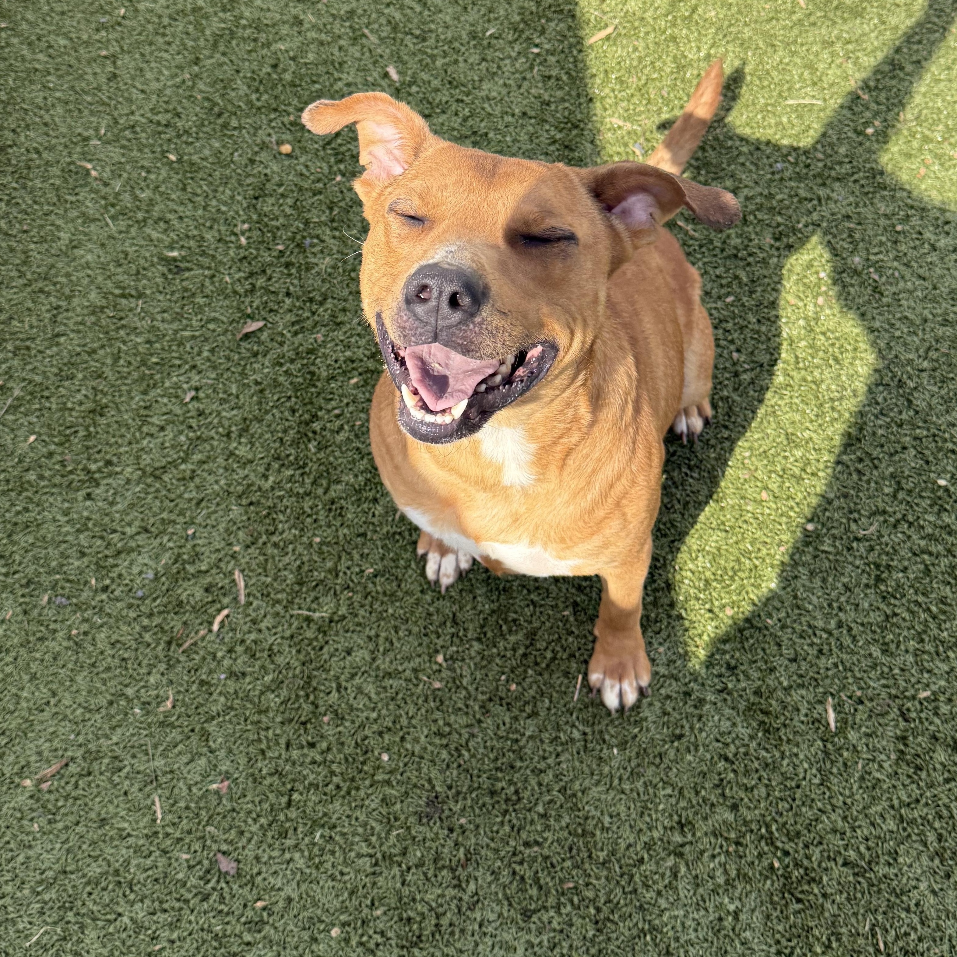 Enlarge Mylo, a ADOPTABLE mixed breed in Randleman, NC image 4/6