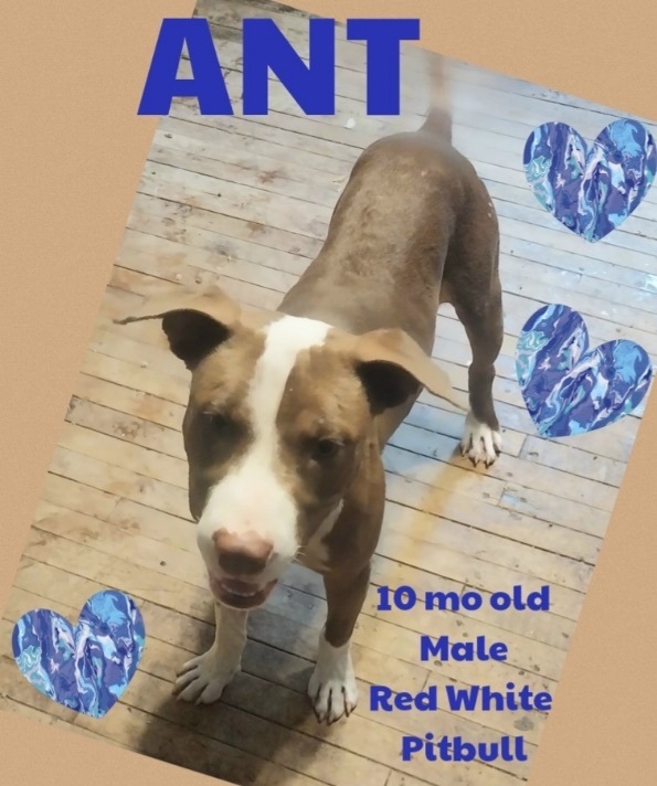 Ant
