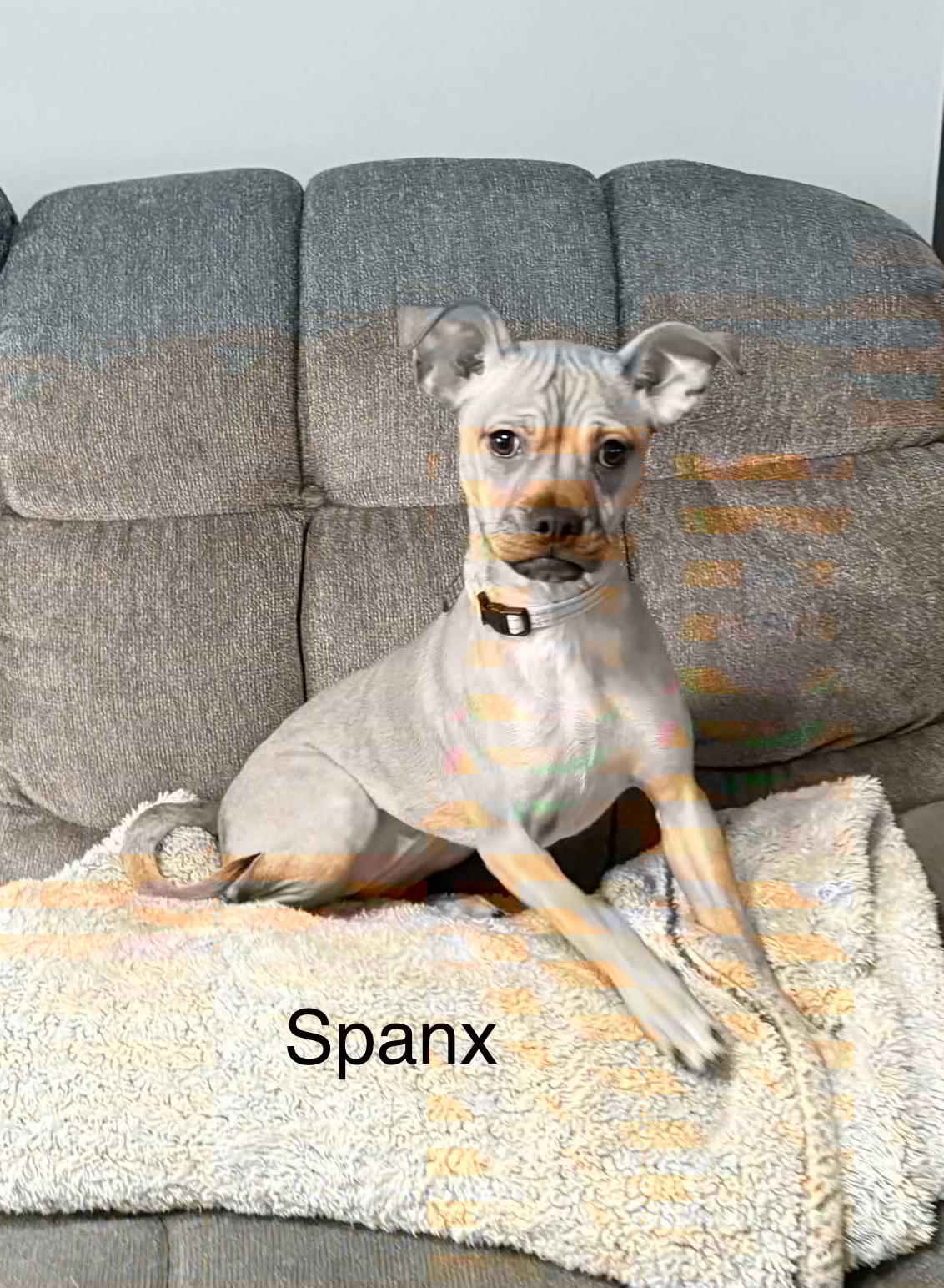 Spanx, ADOPTABLE, Puppy Female Chihuahua & Mixed Breed.