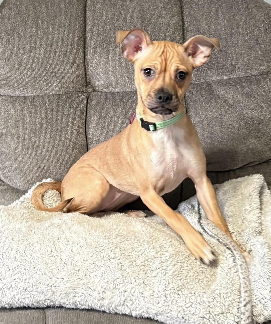 Enlarge Spanx, a ADOPTABLE mixed breed in St. Clairsville, OH image 1/1