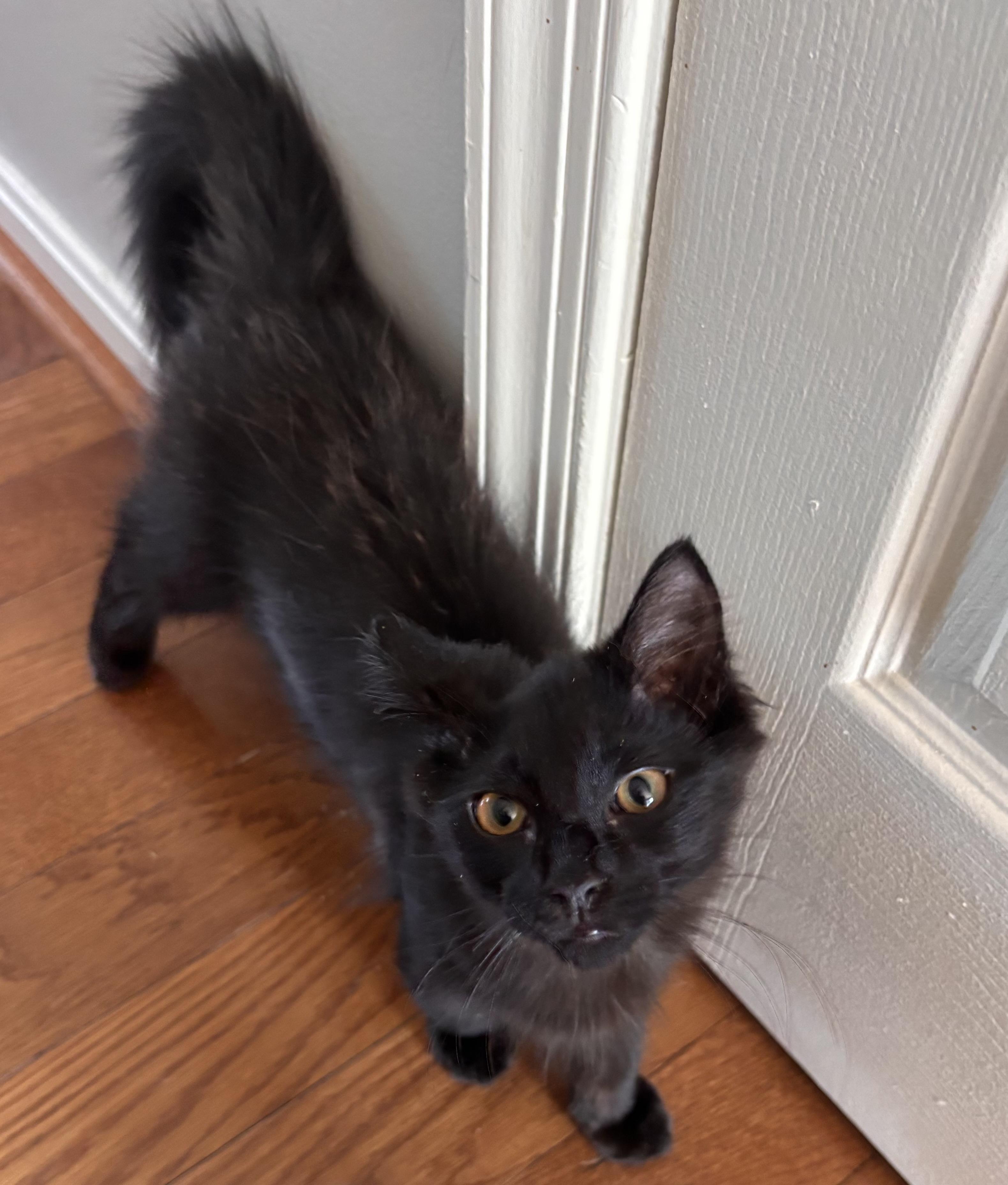 Enlarge Teddy, a Adoptable Domestic Medium Hair in Frederick, MD image 2/3
