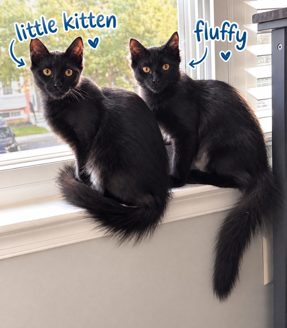 Enlarge Teddy, a Adoptable Domestic Medium Hair in Frederick, MD image 3/3