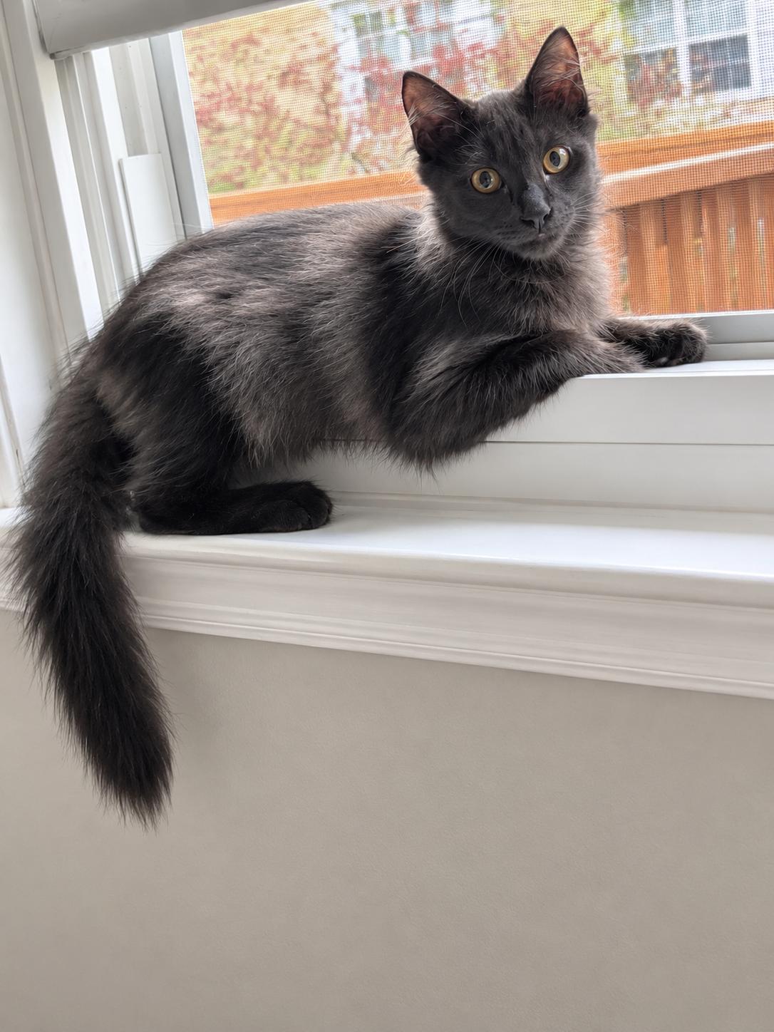 Teddy, Adoptable, Kitten Male Domestic Medium Hair.