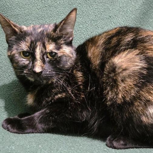 Enlarge Tiramisu, a Adoptable Domestic Short Hair in Concord, NH image 1/2
