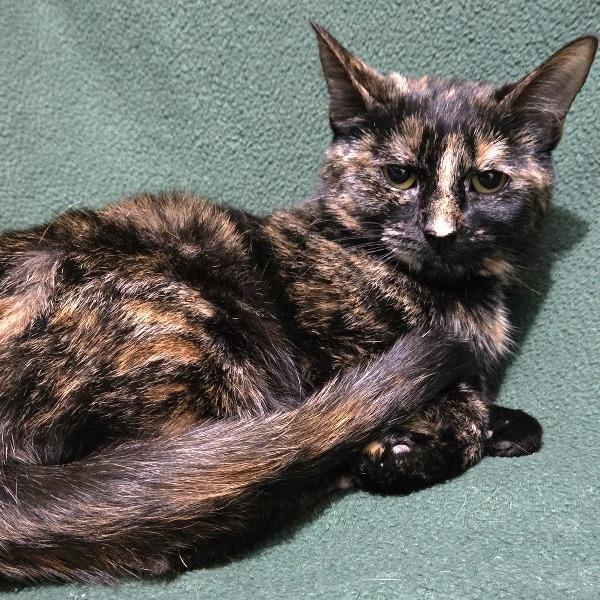 Enlarge Tiramisu, a Adoptable Domestic Short Hair in Concord, NH image 2/2