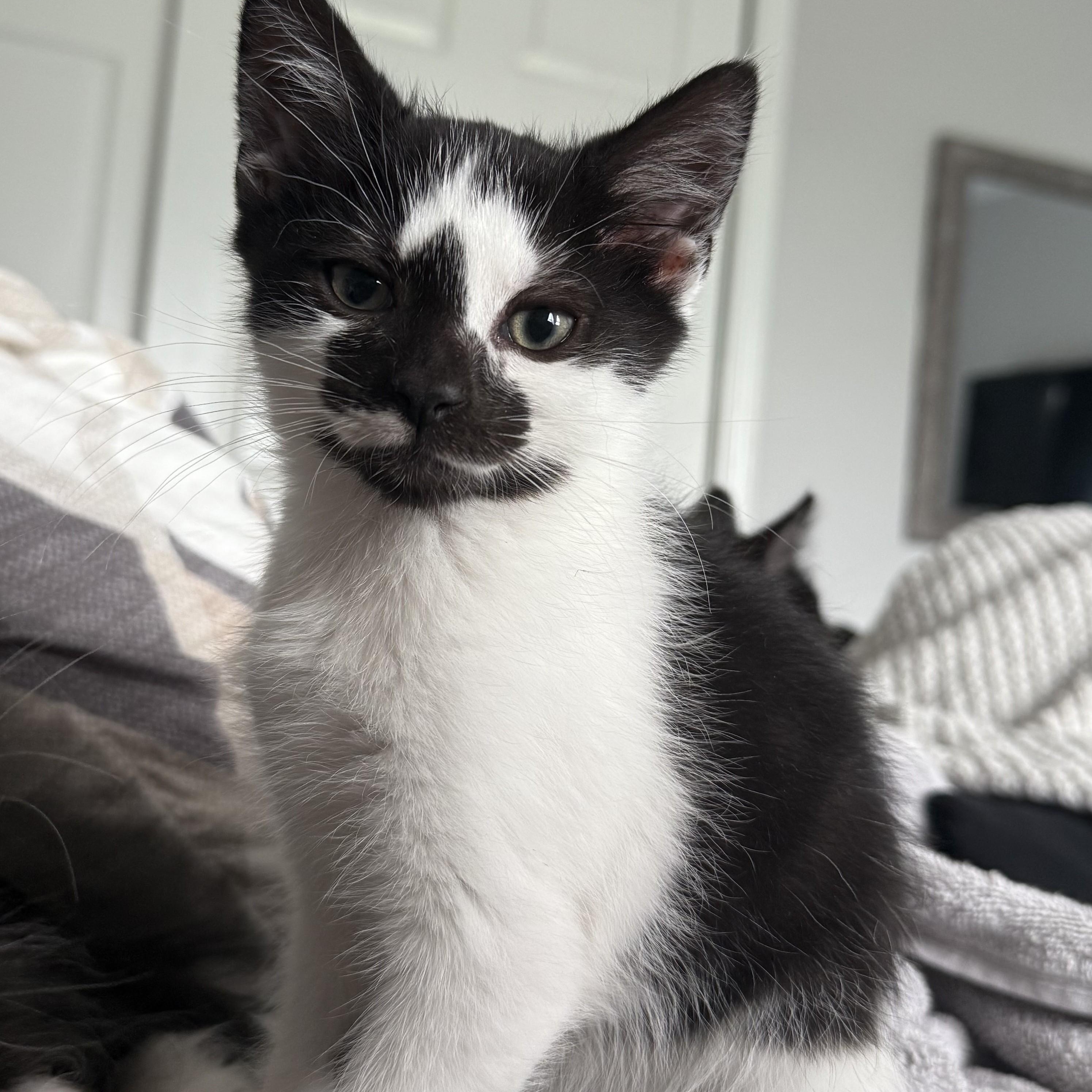 Enlarge Poe, an adopted mixed breed in Germansville, PA image 1/2