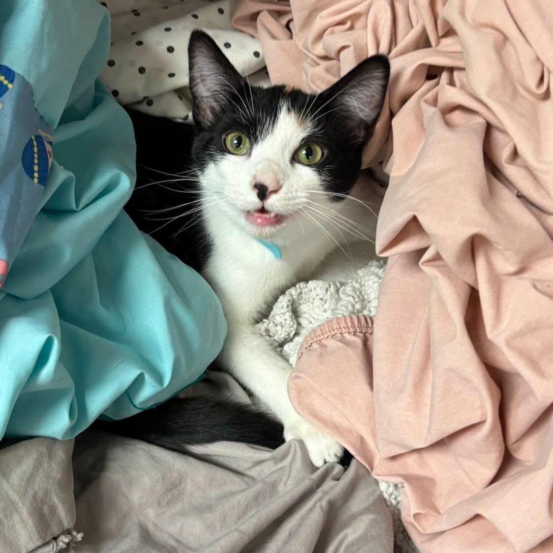 Enlarge Peony, a Adoptable Domestic Short Hair in Effingham, IL image 4/5