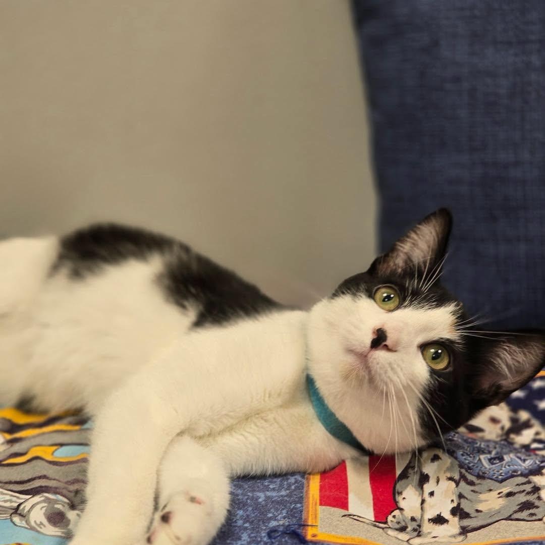 Peony, Adoptable, Young Female Domestic Short Hair.