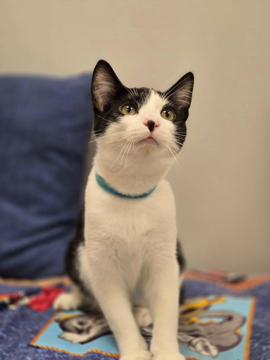 Enlarge Peony, a Adoptable Domestic Short Hair in Effingham, IL image 3/5