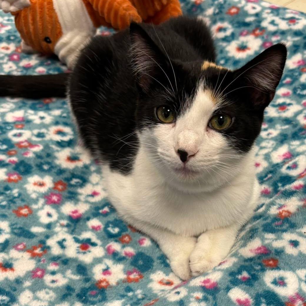 Enlarge Peony, a Adoptable Domestic Short Hair in Effingham, IL image 2/5