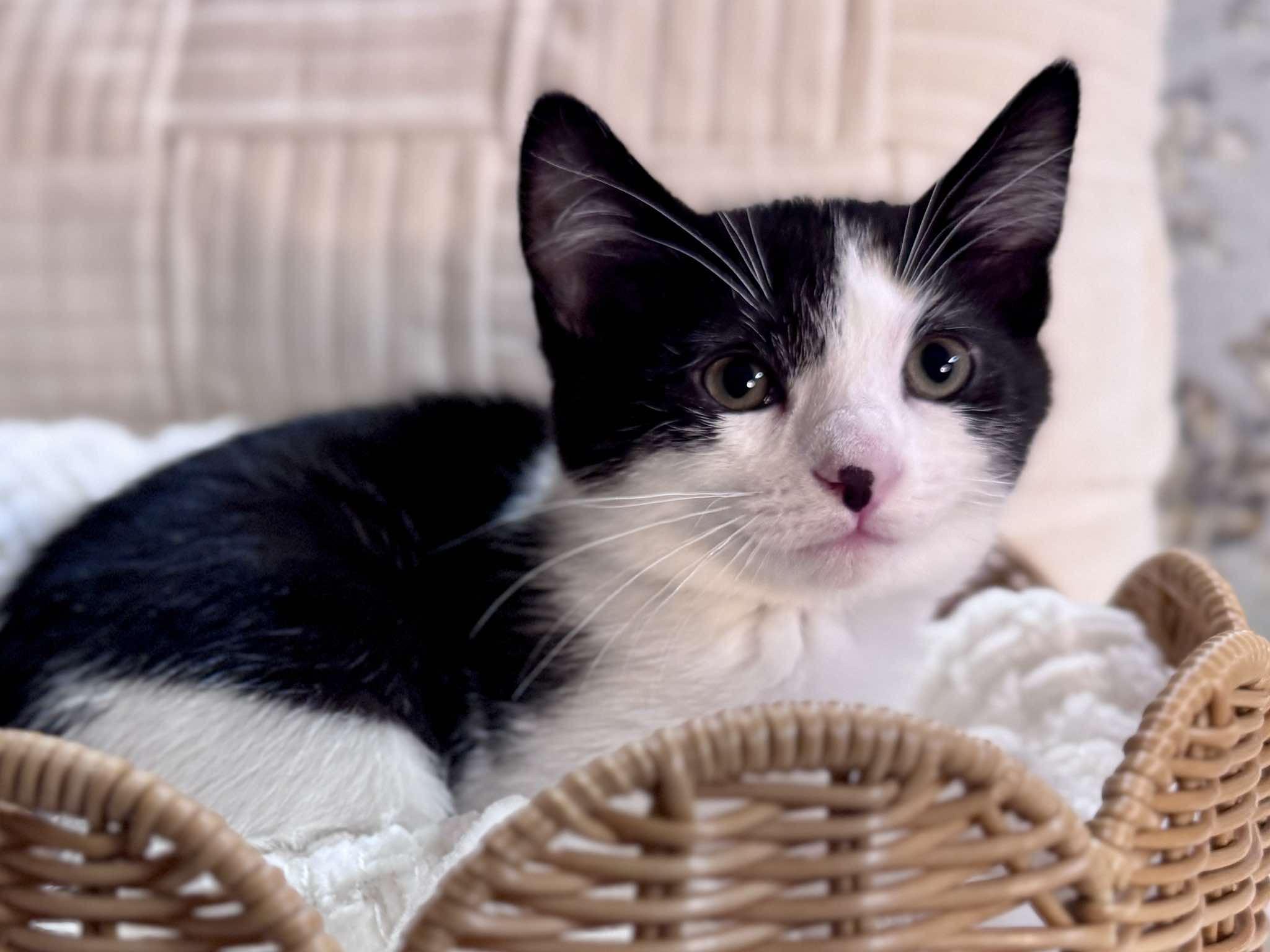 Peony, ADOPTABLE, Young Female Domestic Short Hair.
