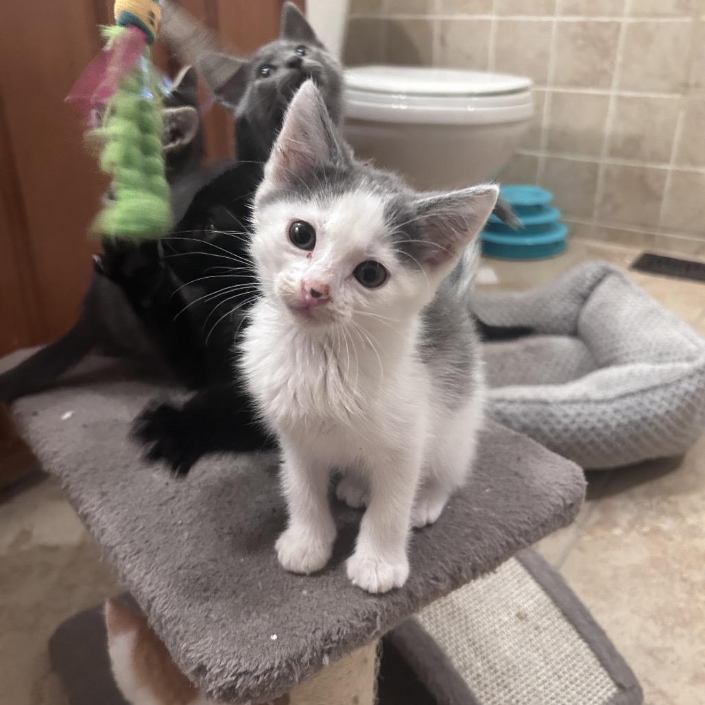 Crude Oil, Adoptable, Kitten Female Domestic Short Hair.