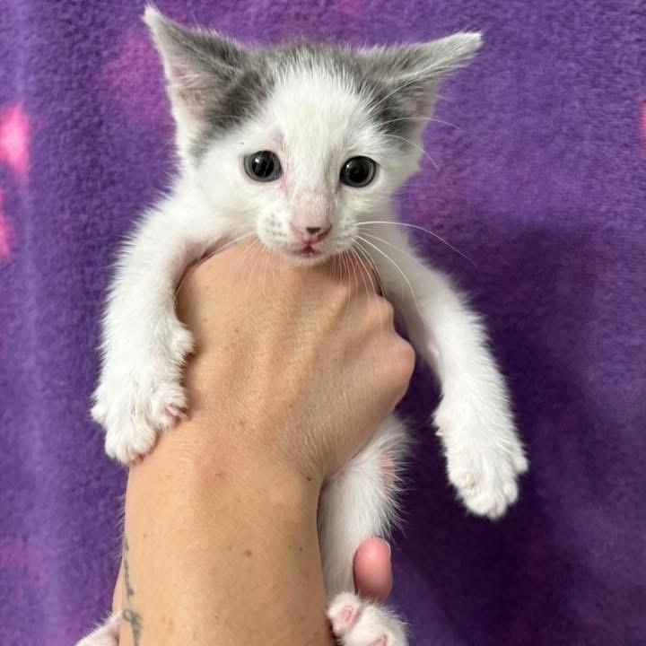 Crude Oil, a Adoptable Domestic Short Hair in Wichita, KS image 2/6