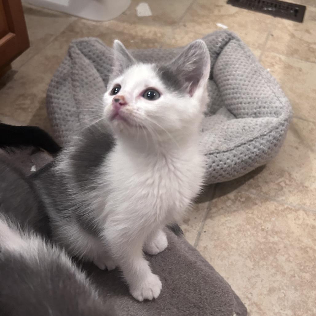 Crude Oil, a Adoptable Domestic Short Hair in Wichita, KS image 4/6