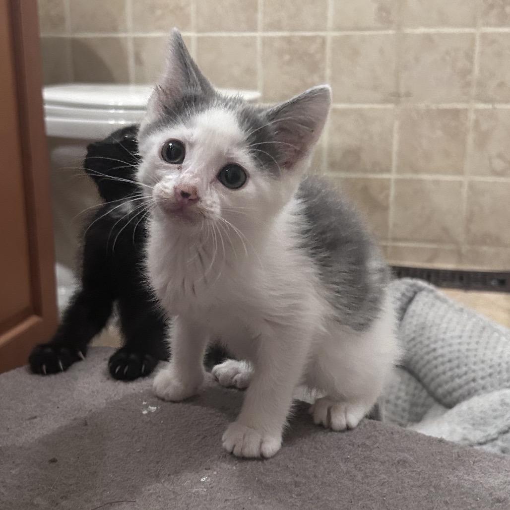 Crude Oil, a Adoptable Domestic Short Hair in Wichita, KS image 5/6