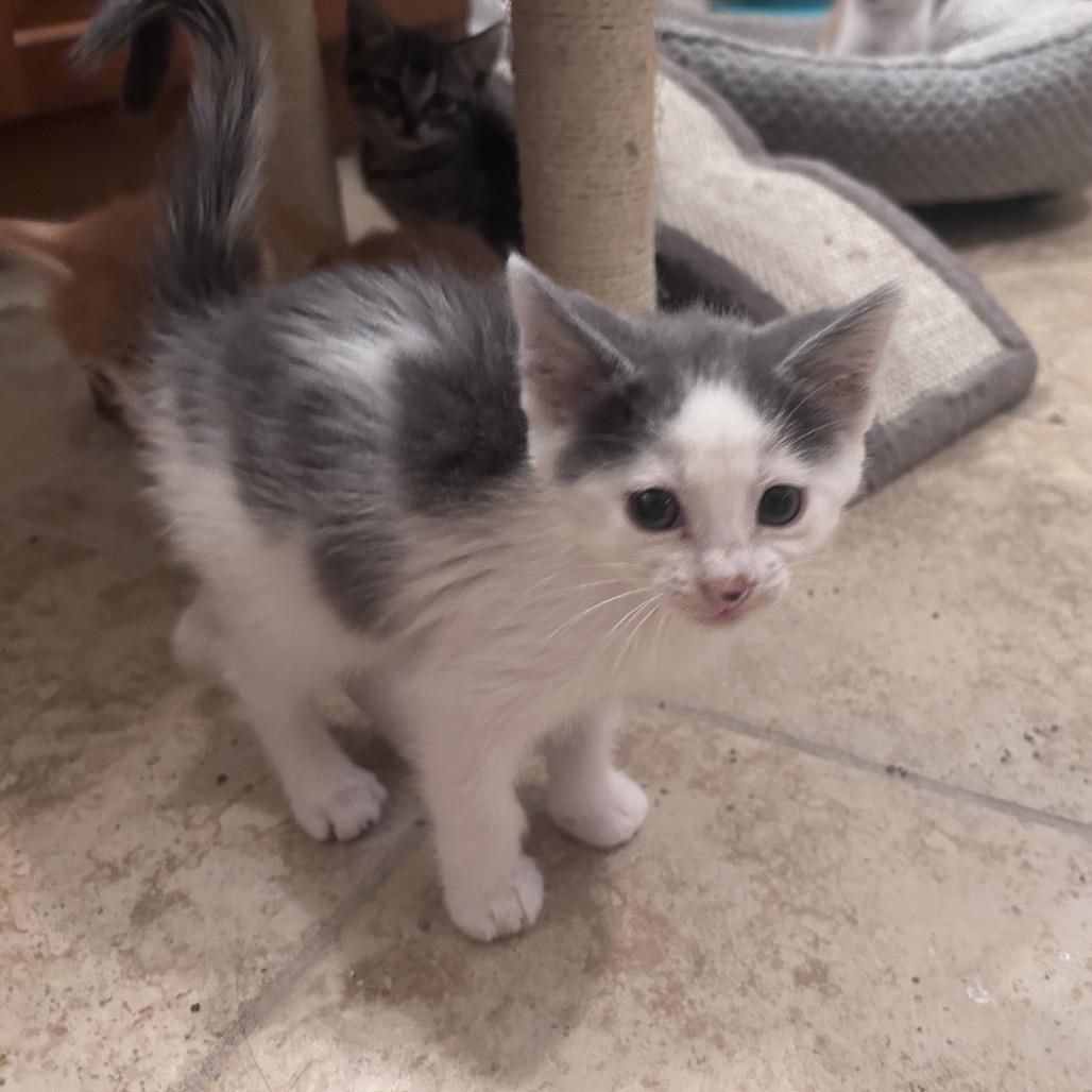 Crude Oil, a Adoptable Domestic Short Hair in Wichita, KS image 6/6