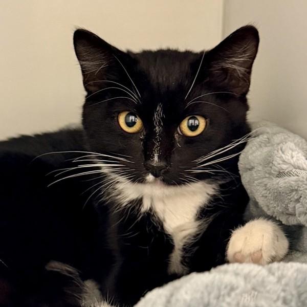 Enlarge Audrey, a Adoptable mixed breed in Walnut Creek, CA image 2/2