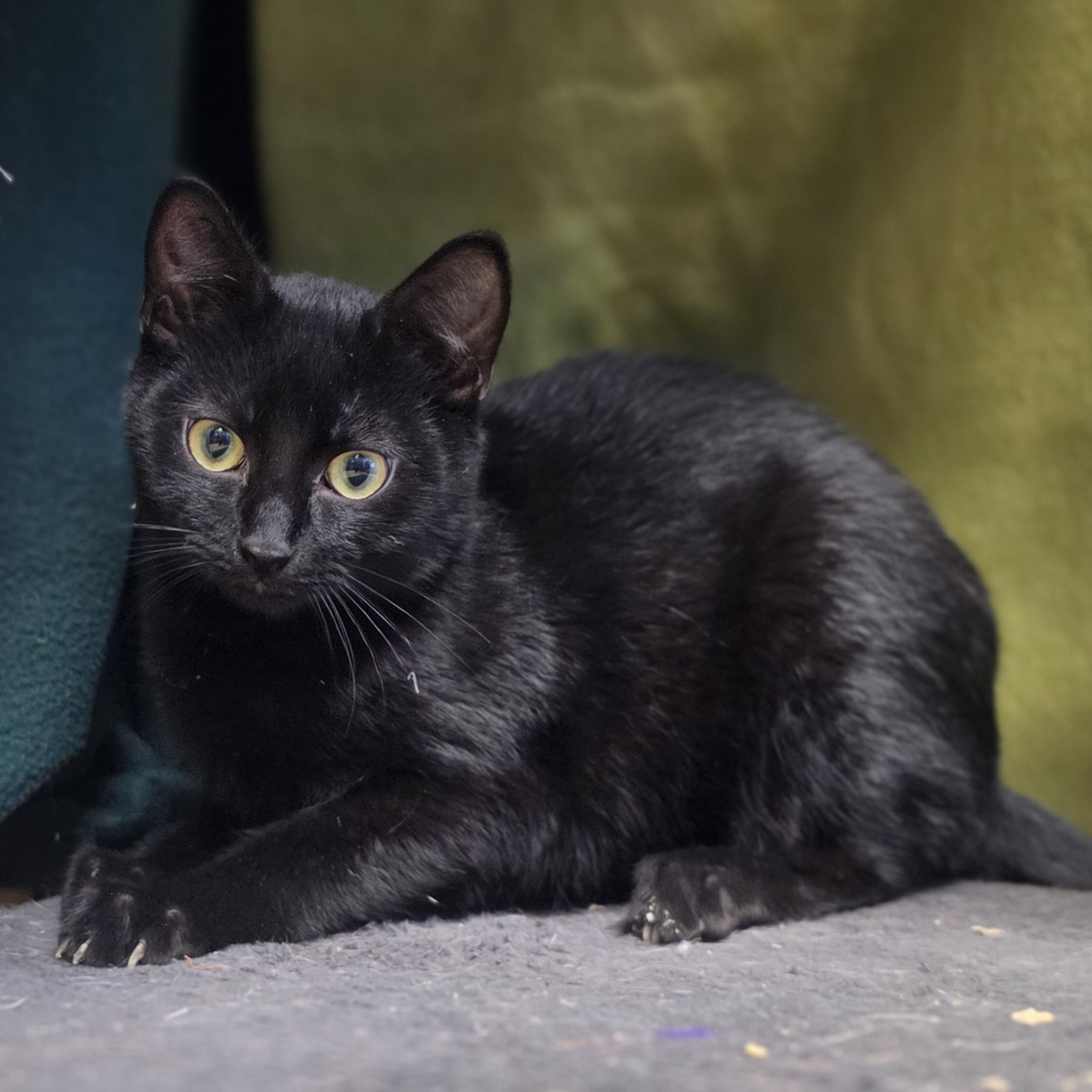 Galaxy, a ADOPTABLE Domestic Short Hair in Lowell, AR image 2/4