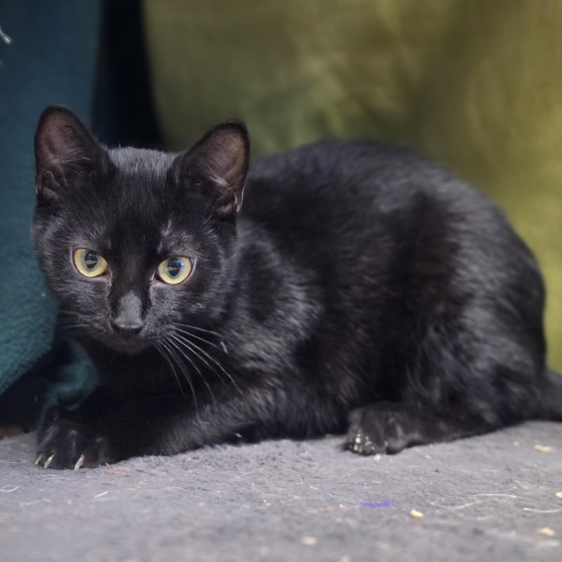 Galaxy, a ADOPTABLE Domestic Short Hair in Lowell, AR image 3/4
