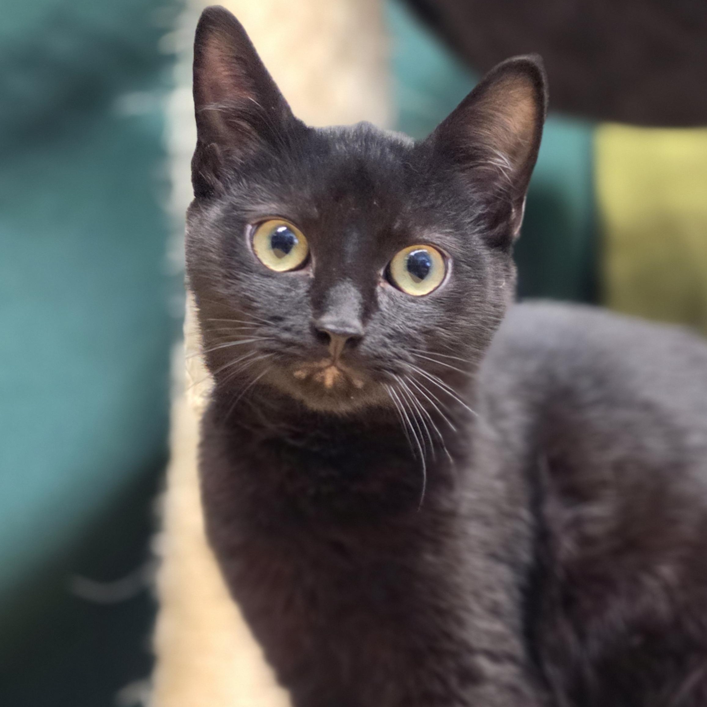 Galaxy, ADOPTABLE, Kitten Male Domestic Short Hair.
