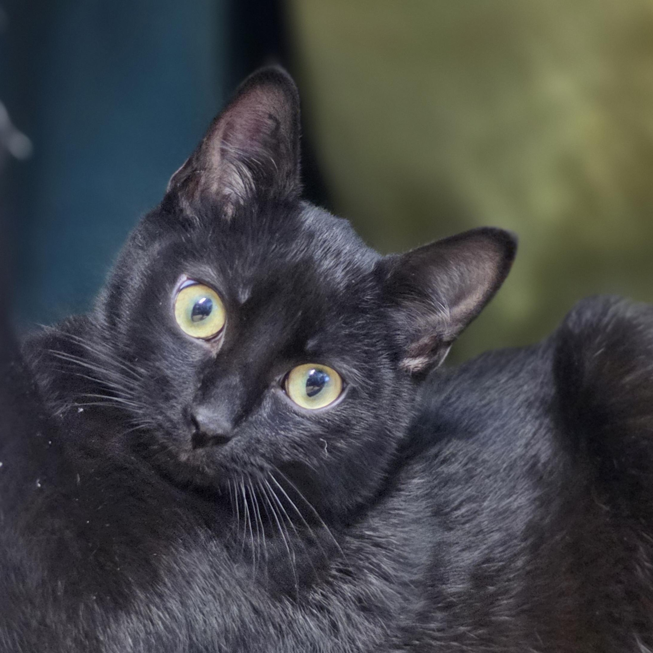 Galaxy, a ADOPTABLE Domestic Short Hair in Lowell, AR image 4/4